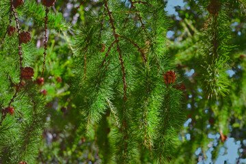 Fir branches with bright green needles and dry cones against the sky close-up.