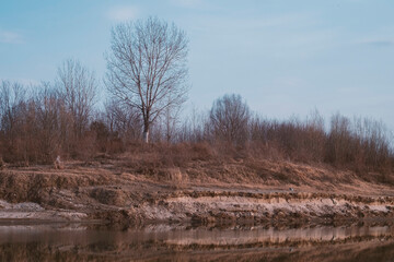 	Withered trees on the river bank.