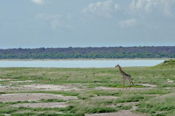 Giraffe in Etosha National Park