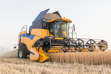 Combine harvester harvests wheat crop. agriculture in the cereal field