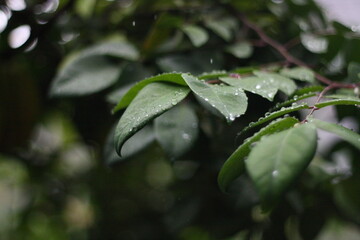 rain drops on a leaf