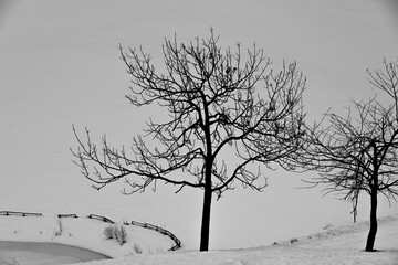 Fototapeta na wymiar tree and snow six