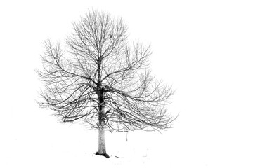 Fototapeta premium tree and snow two