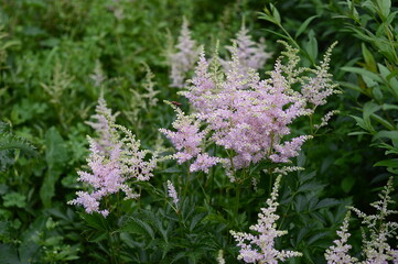 Fototapeta premium Closep Astilbe chinensis known as false goat's beard with blurred background in summer garden