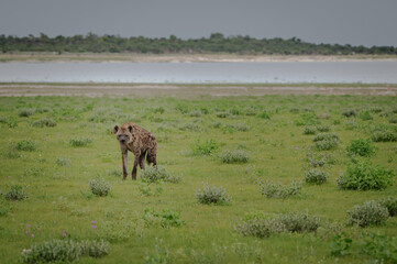 Spotted hyeana walking in the green plains of Etosha National Park