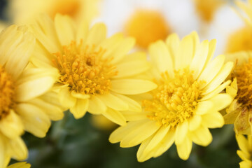 Flowers of dyer's chamomile (Anthemis tinctoria)