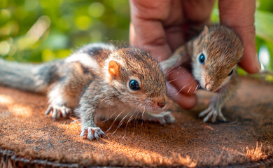 Taking care of two abandoned newborn squirrel babies. picking up cute smaller sibling by the caretaker, cute and cuddly baby squirrels, innocence and caring hand concept photography.