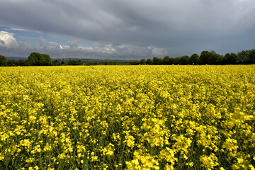 Fototapeta premium Rapeseed field in sunny weather