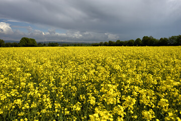 Rapeseed field in sunny weather