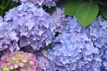 Hortensien