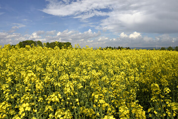 Rapeseed field with trees in sunny weather