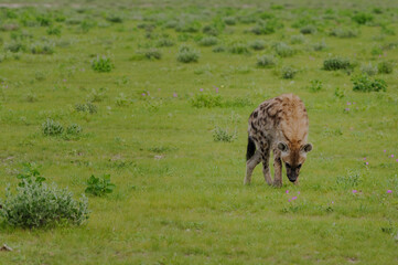 Spotted hyeana walking in the green plains of Etosha National Park