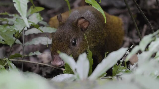 Aguti small rodent eating in Costa Rica