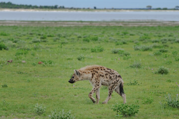 Spotted hyeana walking in the green plains of Etosha National Park