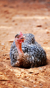chicken  turkey

