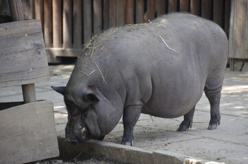 Schwein