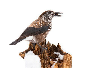 Spotted nutcracker, nucifraga caryocatactes, sitting on stump from rear view isolated on white background. Wild bird holding a seed in beak in forest cut out on blank.