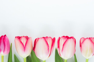 Five pink tulips on white background; cut out 