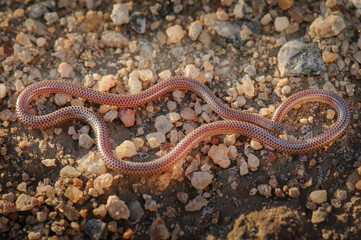 Damara threadsnake