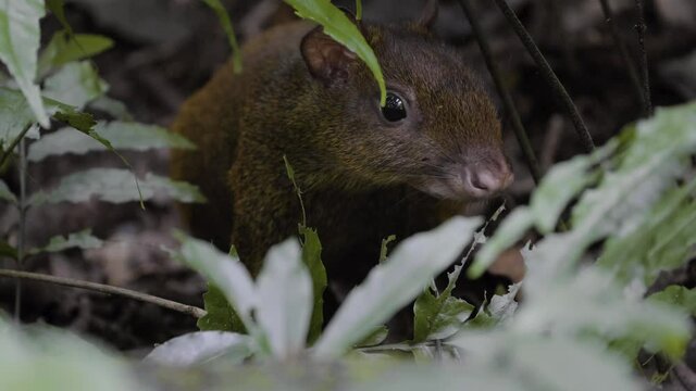 Aguti small rodent eating in Costa Rica