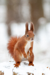 Portrait of squirrels  on a background of white snow
