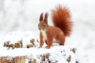 Portrait of squirrels  on a background of white snow