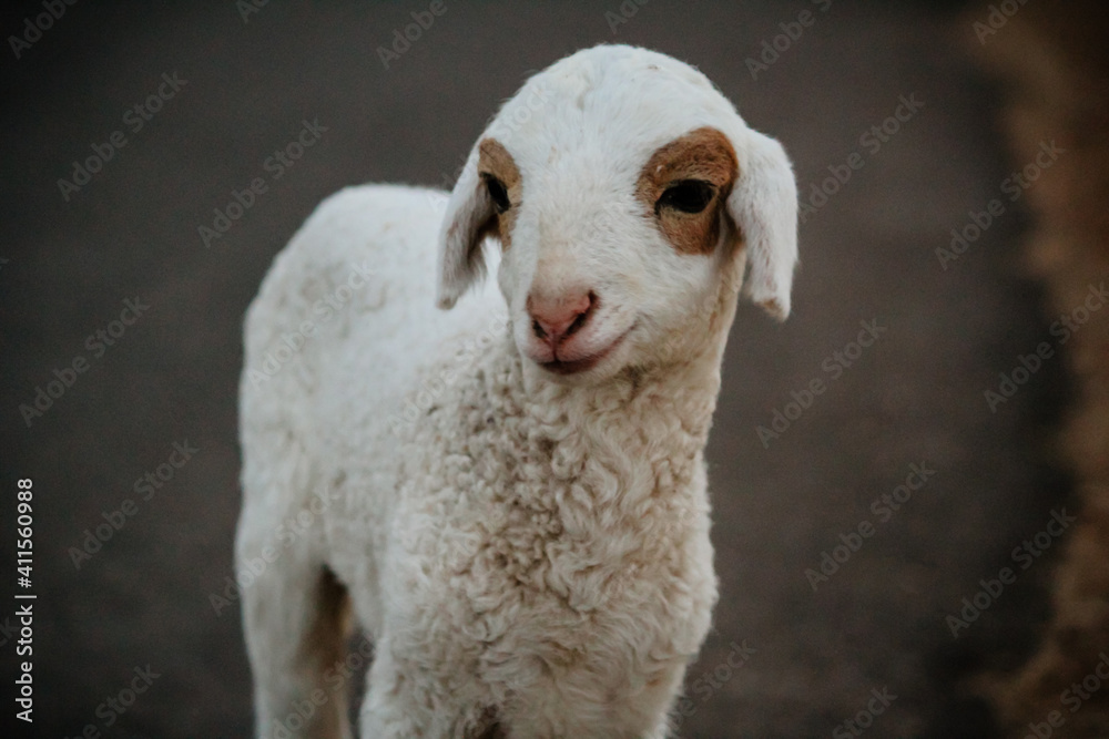 Canvas Prints close up of cute white indian sheep