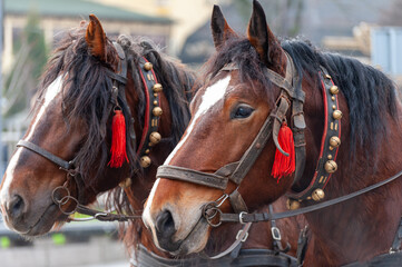 A pair of horses in a harness with bells.
