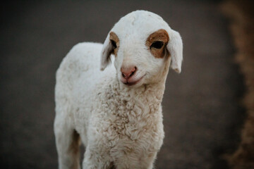 Close Up of Cute White indian Sheep