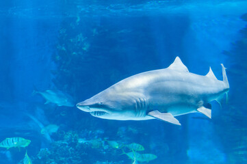 Big shark in deep blue water.