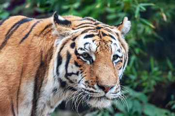 Tiger - Panthera tigris - close up portrait.