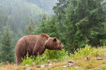 Brown bear (lat. ursus arctos) stainding in the forest