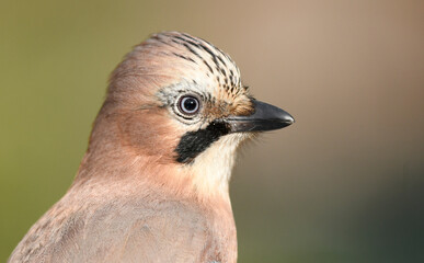 Eurasian jay bird ( Garrulus glandarius )