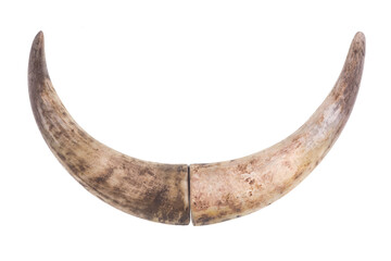 old bull horn isolated on white background
