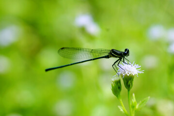 dragonfly on a leaf