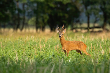 Strong roe deer, capreolus capreolus, with large antlers standing looking on a stubble field in summer. Male mammal with orange fur standing in green grass in nature with copy space.