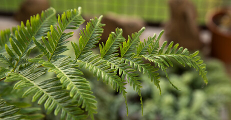 Exotic forest ferns. Closeup view of beautiful green Pteris tremula, also known as Australian brake fern, frond and leaflets.