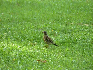 Obraz na płótnie Canvas common bird in the grass