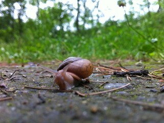Snail 2