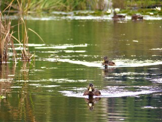 ducks on the lake