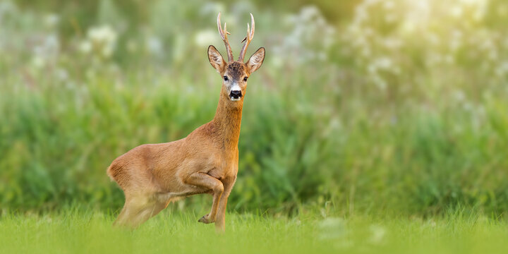 Majestic roe deer, capreolus capreolus, buck with large antlers approaching on green meadow in summer. Male mammal with orange fur walking through grass at sunrise with copy space. Animal wildlife.