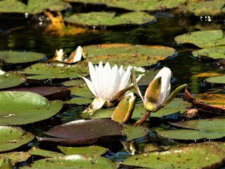 white water lilies