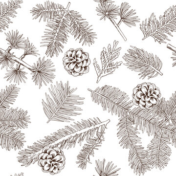 Seamless monochrome pattern with image of a Coniferous branches and pine cone on a white background. Vector illustration.