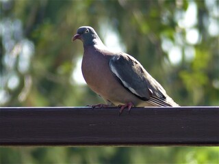 pigeon on the fence