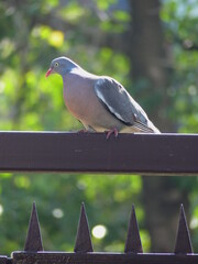 pigeon on a fence