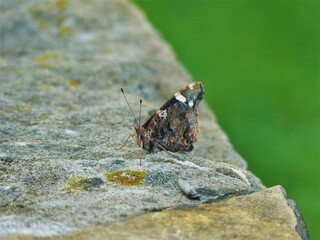 butterfly on leaf