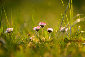 Spring white-pink daisy flowers in the grass with beautiful bokeh and backlight. © Jana Krizova