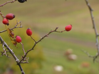 red berries on a tree