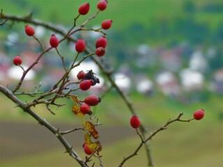red berries on a tree
