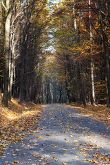 Forest road leading through a tall deciduous forest. Fallen autumn leaves are on the way.